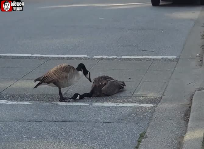 Video :A duck pretends to die in order to avoid a cruel mating